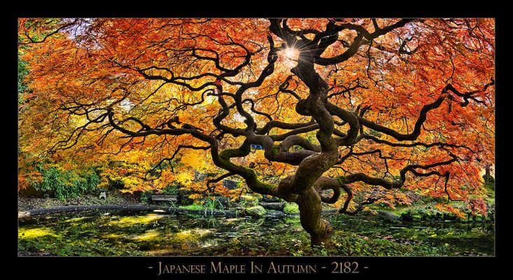 Japanese-Maple---2182