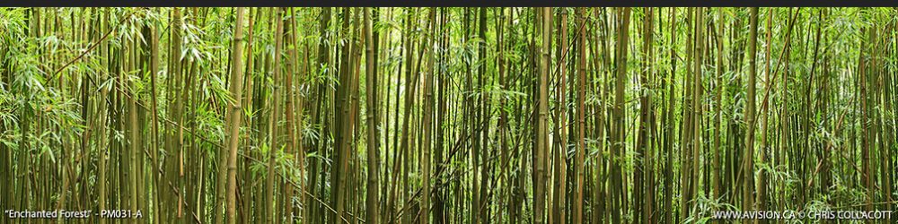PM031-Young-Bamboo-maui-hawaii-forest-Panoramic-Panorama-Chris-Collacott-avision.ca