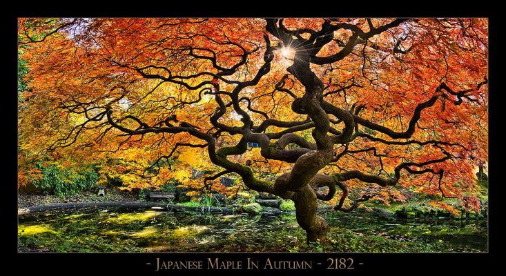 Japanese-Maple---2182