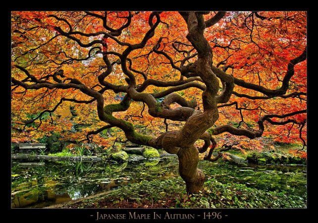 Japanese-Maple-In-Autumn---1496