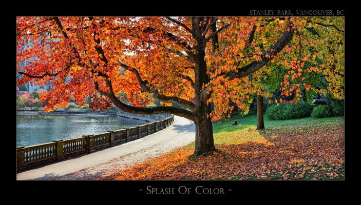 Splash of Color - 2220